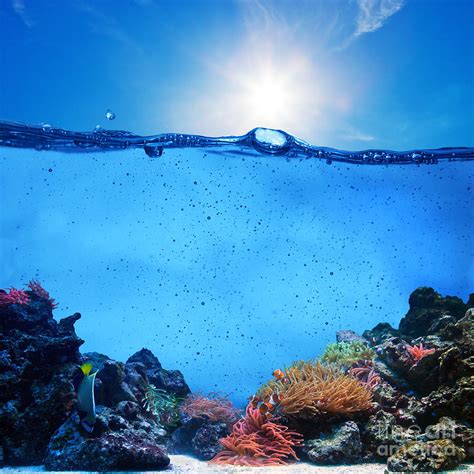 Underwater Scene Photograph By Michal Bednarek Pixels