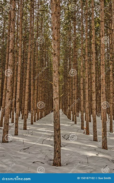 Forest Of Red Pine Trees Stock Photo Image Of Snow 150187102
