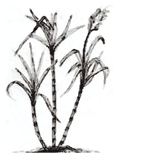 Sugarcane Clipart - ClipArt Best