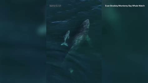 Rare Humpback Whale Calf Sighting In The Monterey Bay