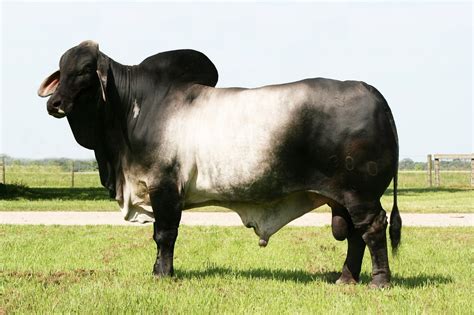 Dr bahman rasuli and assoc prof frank gaillard et al. EL-HAYAT FARM: BRAHMAN BULLS