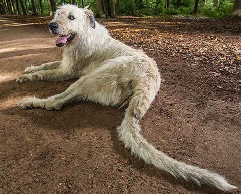 Irish Wolfhound One Of The Tallest Dogs