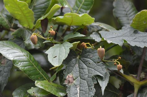 We did not find results for: Clematis connata var. confusa - efloraofindia