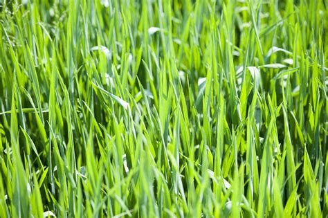 Grass Allergy Rash Health Hearty