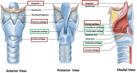 Larynx Anatomy Qa Medical Anatomy Anatomy And Physiology Anatomy
