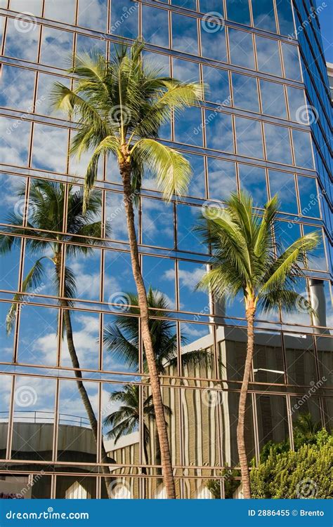 Palm Tree Reflection Stock Image Image Of Office Business 2886455