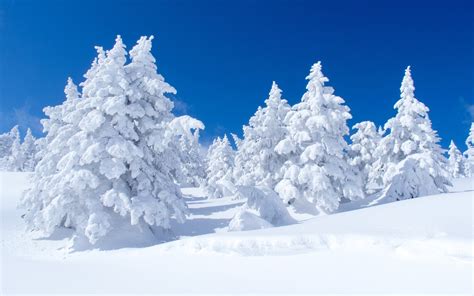 Snow Covered Pine Trees