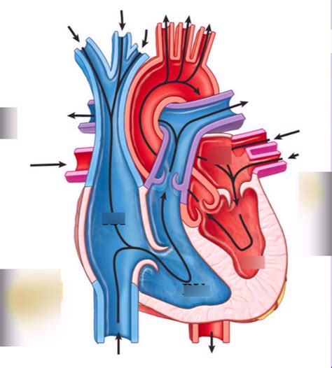 Heart Anatomy Basic Structures Diagram Quizlet