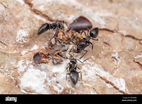 Invasive Ants Technomyrmex Albipes White Footed Ant Foraging And