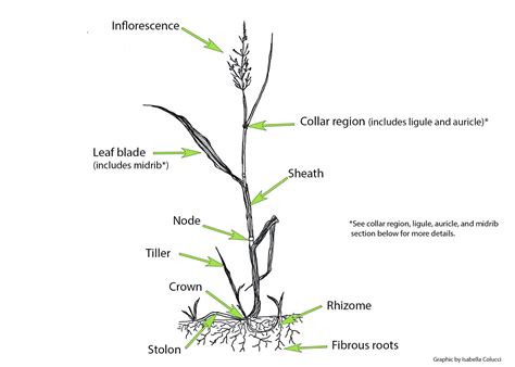 How To Identify Grass Like Plants