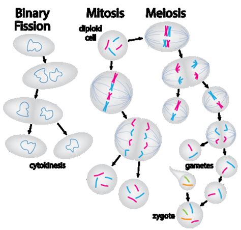 Cell Division Mitosis And Meiosis Owlcation