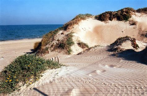 Por Qué Hay Que Proteger Las Dunas De Las Playas Primer Día