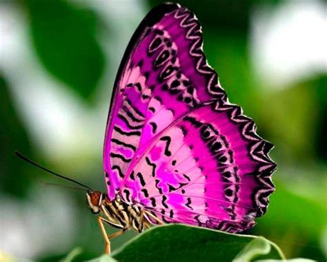 20 Imágenes Bonitas De Mariposas Listas Para Descargar