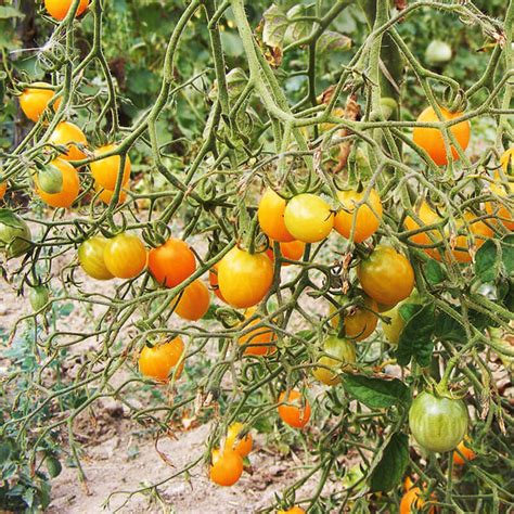 Woher bekomme ich kostenloses saatgut? Saatgut - Gelbe Cocktailtomate "Mirabell" - Kirschtomate ...