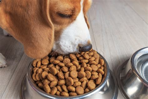 Ursache hierfür ist meist der verzehr von zu vielen knochen. Futterumstellung Hund | Weichen Stuhlgang vermeiden