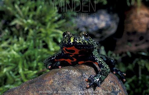 European Fire Bellied Toad Stock Photo Minden Pictures