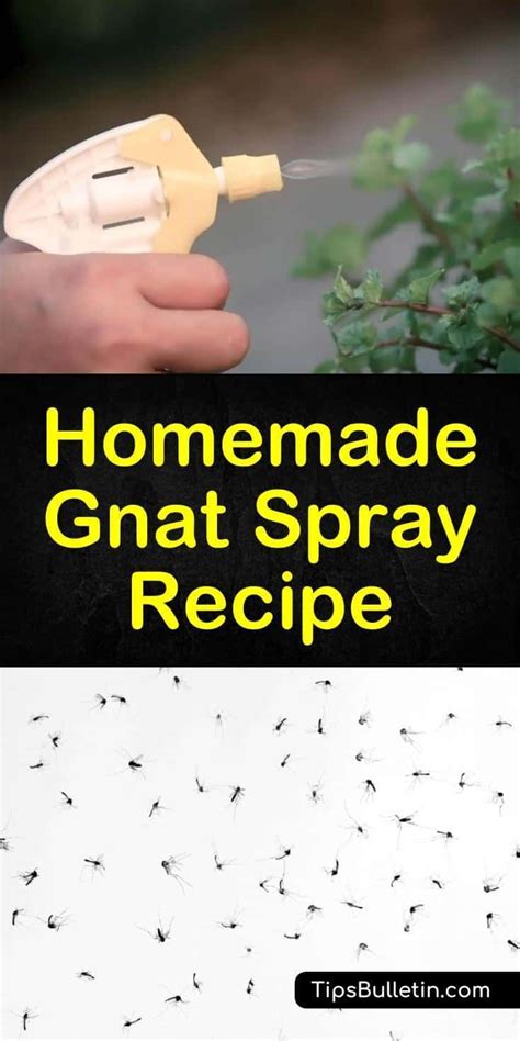 4 Handy Ways To Get Rid Of Gnats In Plants Artofit