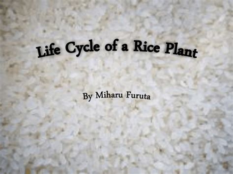 Life Cycle Of A Rice Plant