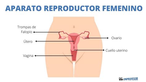Anatom A Del Aparato Reproductor Femenino Sus Rganos Y Funciones Con Fotos