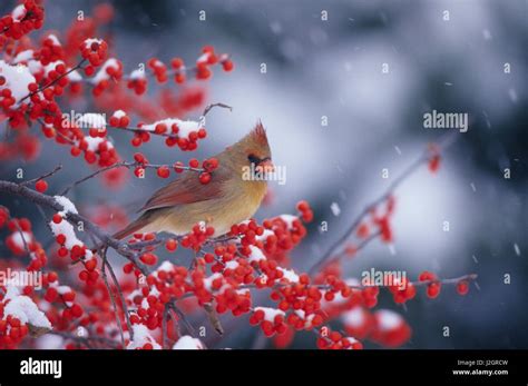 Cardinal With Winterberry Hi Res Stock Photography And Images Alamy