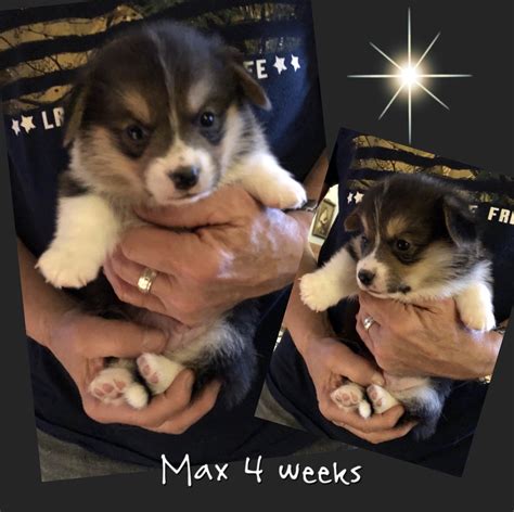 But in 1933 king george vi (then duke of windsor) gave the princess elizabeth a pembroke welsh corgi puppy, triggering an explosion in the breed's popularity, which continues to this day. Pembroke Welsh Corgi Puppies For Sale | Clintonville, WI ...