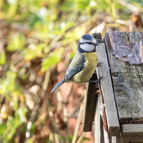 Das futterhaus franchise gmbh & co. Futterhaus Blaumeise Foto & Bild | tiere, wildlife ...