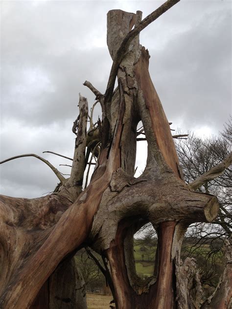 A Beautiful Tree Root At The Botanical Gardens In Wales Beautiful
