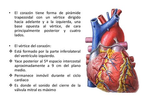Por At Medicoblastos Anatomia Del Corazon Anatomia Cardiaca Anatomia Images