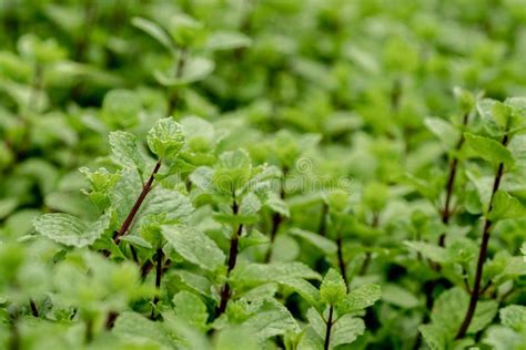Fresh Mint Leaf Or Peppermint Plant Grow In My Organic Garden Stock