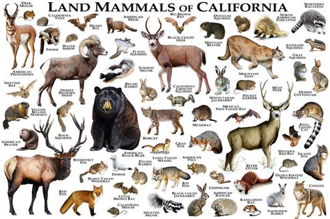 Mammals Of California Poster Print California Mammals Field Guide