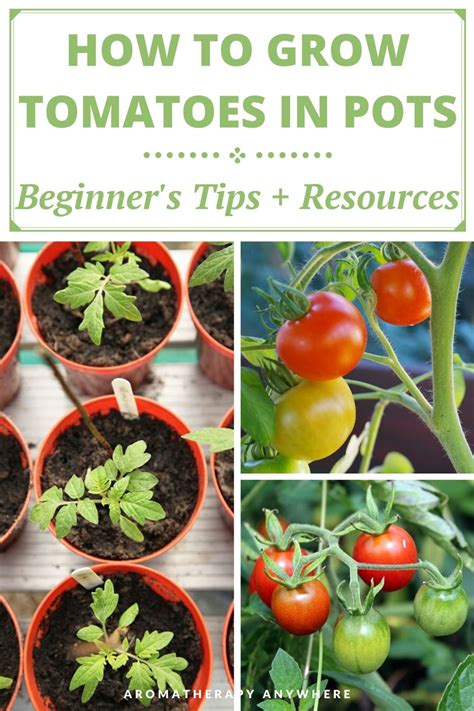 How To Grow Tomatoes In Pots Beginners Tips And Useful Resources