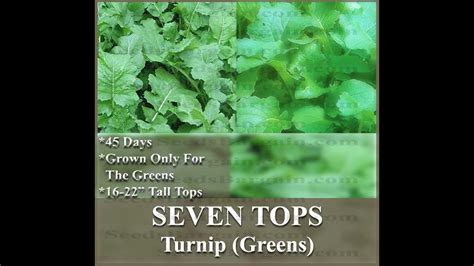 Seven Top Turnip Seeds Grown For Greens Seeds On Myseedsco