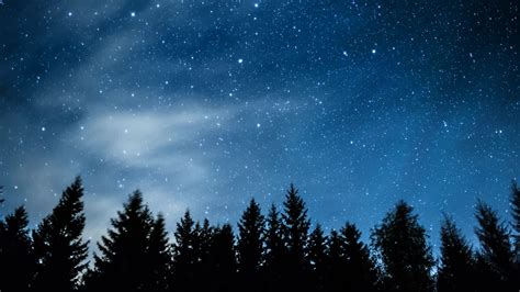 Timelapse Of Stars And Meteors Moving In Night Sky Over Pine Trees