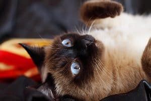 You might have heard that cats just throw up a lot (why do we love them so much again?) and while that can sometimes be true, there are a few things you can do if your cat keeps vomiting and/or having hairballs. Why Does My Siamese Cat Throw Up So Much - Common Reasons ...