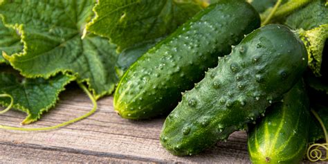 The Simple Secrets To Growing Cucumbers How To Grow Great Cukes