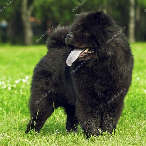 Fluffy Dog Breeds Chow Chow Black Walks In The Summer — Stock Photo