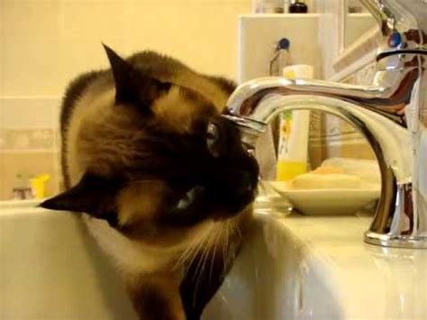 The best cat water fountains reviewed. Funny cats drinking water from faucet - YouTube