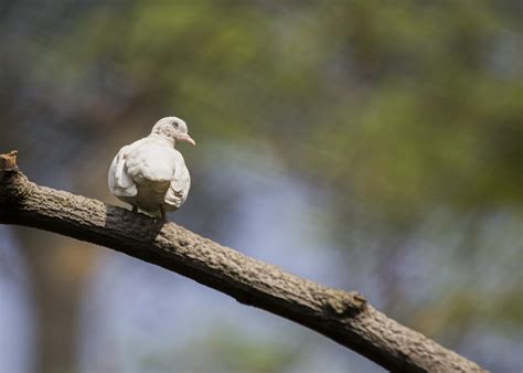A quality pest control is a licensed, insured & bonded orange county pest control company that has experience in servicing residential and commercial accounts. Bird Removal Ajax - Icon Pest - Pest & Wildlife Control ...