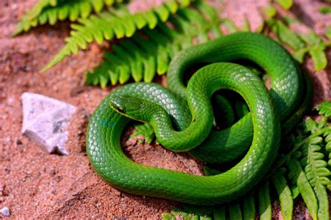 Smooth Green Snake Facts And Pictures Reptile Fact