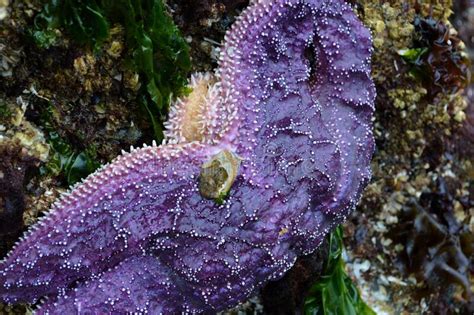 Purple Sea Star Exposed By Low Tides Stock Image Image Of Ocean