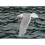 A Century Of Change In Glaucous Winged Gull Populations Dynamic 