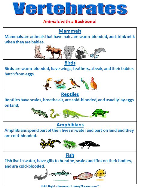 week 6 Vertebrates Chart | Science Ideas | Pinterest