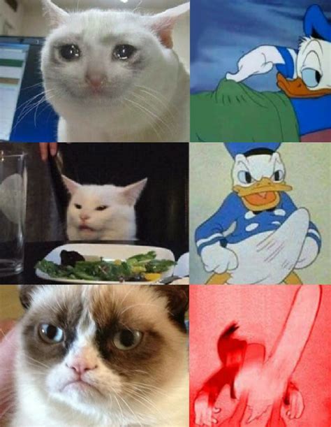 Best Of Funniest Grumpy Cat Memes