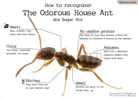 It should not be visible. Do Sugar Ants Bite All Pest Control Company Pest Control ...