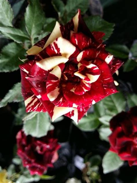 Bibit Bunga Mawar Batik Di Lapak Pelangi Flora Bukalapak