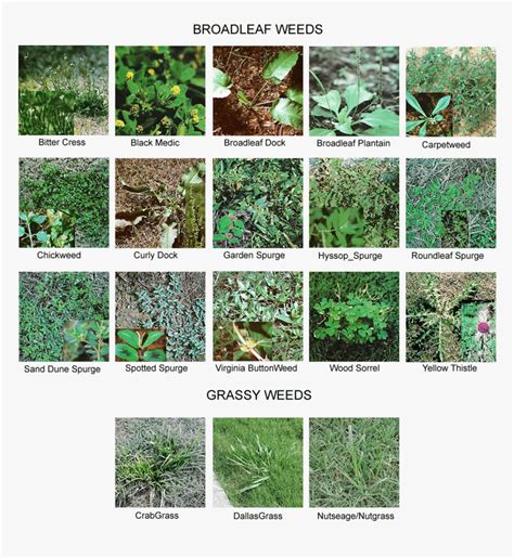 Different Types Of Weeds In Gardens Coolguides
