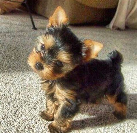 Pin By Annie Procise On Puppybaby Love Teacup Yorkie Puppy