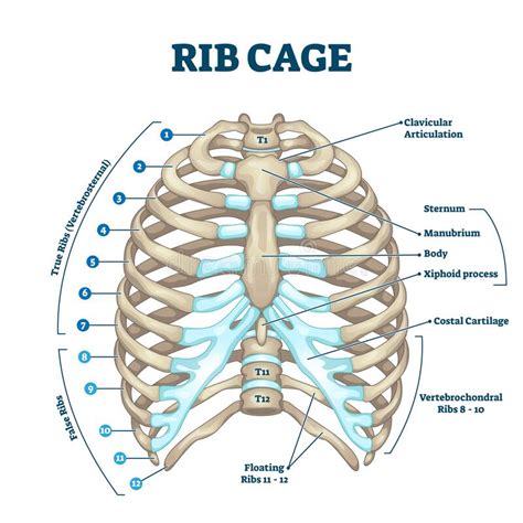 Anatomy Rib Cage Rib Cage Anatomy The Thoracic Cage · Anatomy And