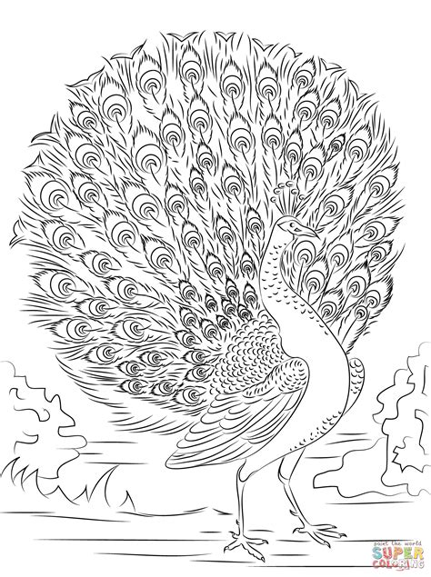 Advanced peacock coloring pages baby peacock coloring pages. Peacock Coloring Pages | Advanced Peacock coloring page ...