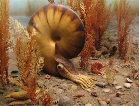 Prehistoric Sea Creatures Steve Flickr